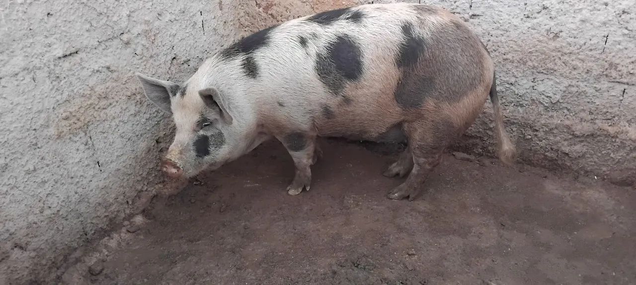 Leitoes e leitoas - Foto 4