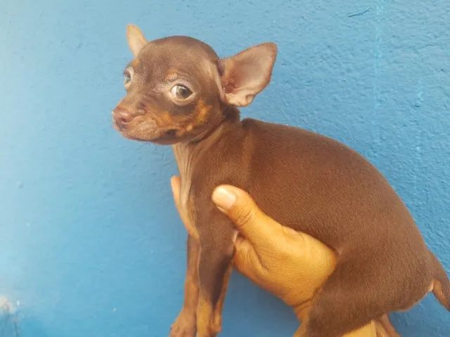 Pinscher macho  - Foto 4