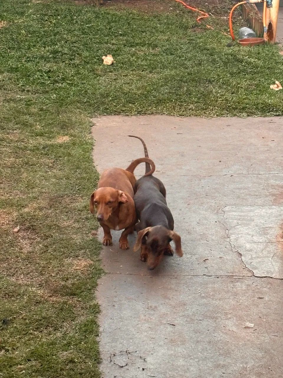 Dachshund macho 