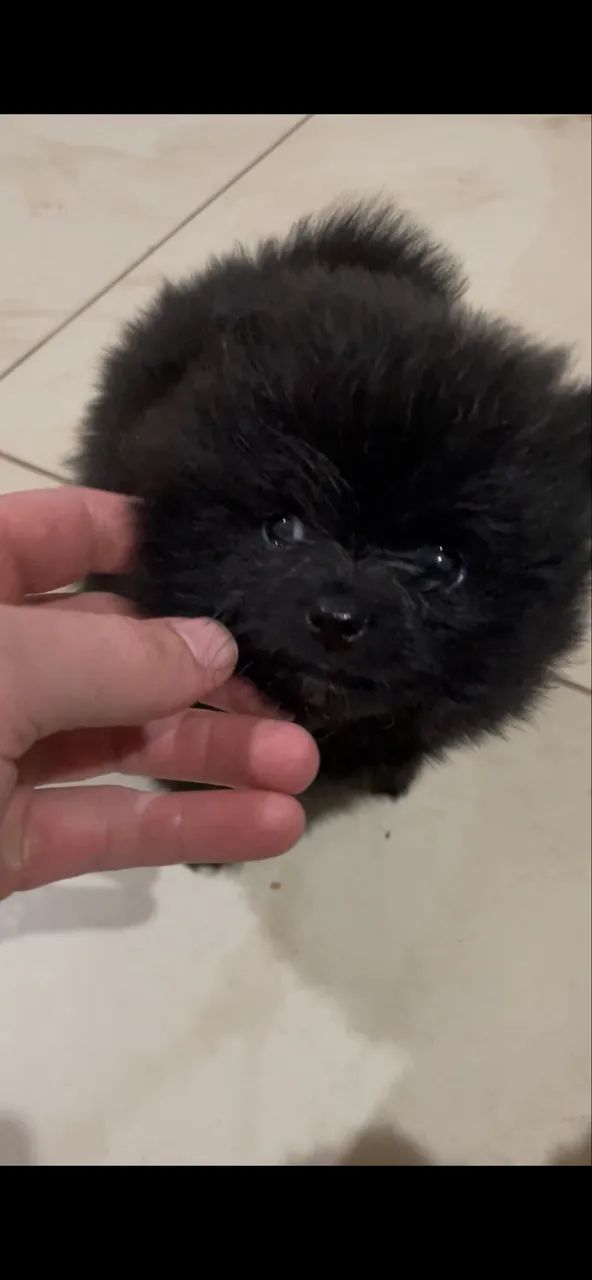 Spitz alemão macho  - Foto 3