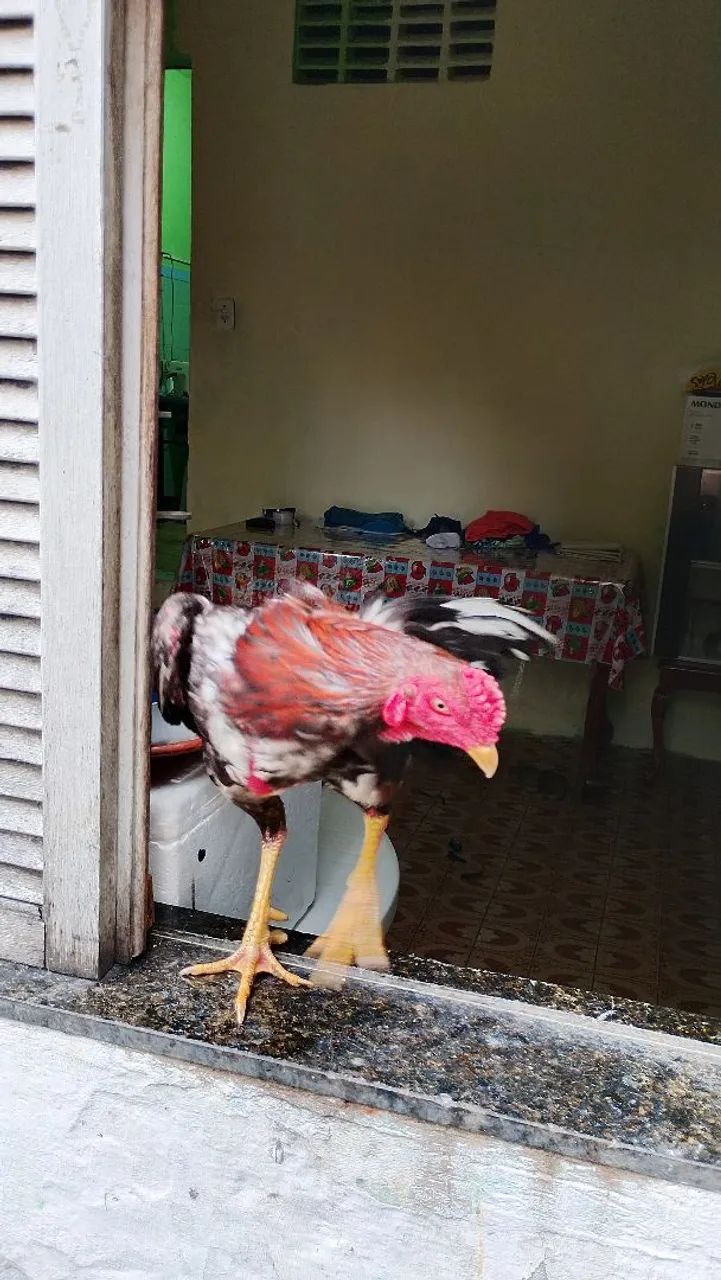 Frango e franga - Foto 5