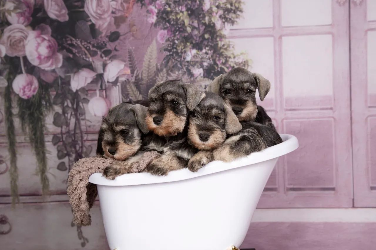 Schnauzer miniatura  - Foto 4
