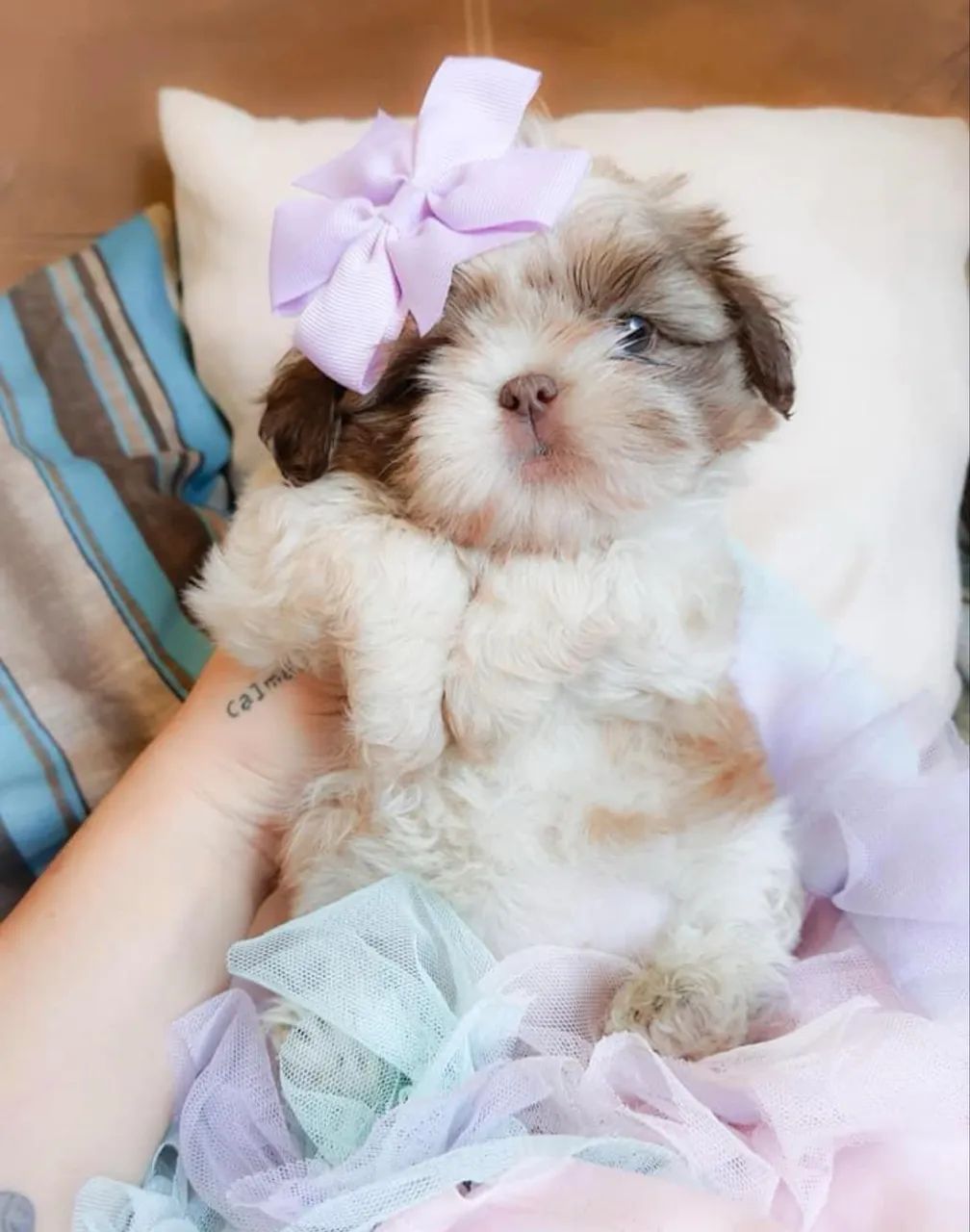 Shitzu Fêmea Figo - Foto 2