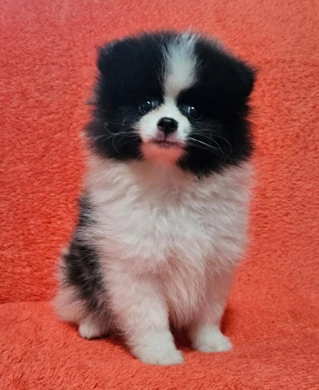 Spitz Alemão anão com 2 vacinas importada 