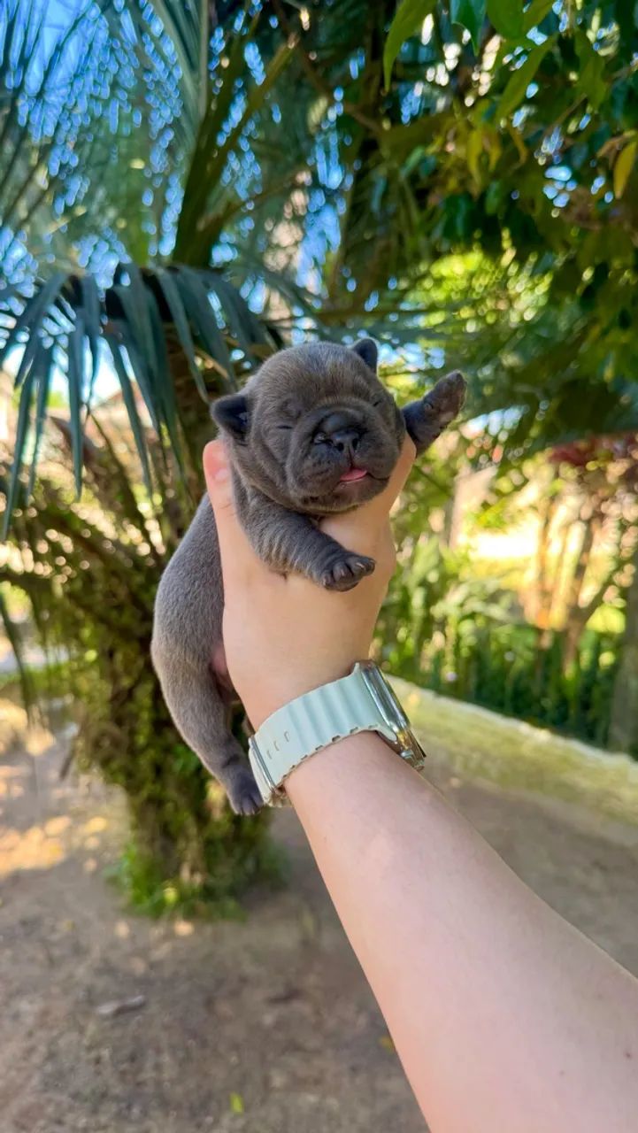 BULLDOG FRANCÊS BLUE - RESERVAS ABERTAS  - Foto 2