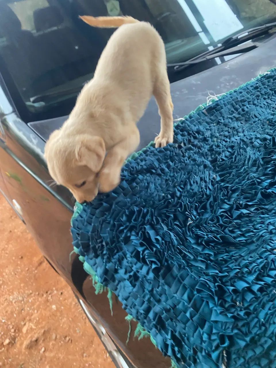 Filhotes de labrador  - Foto 2