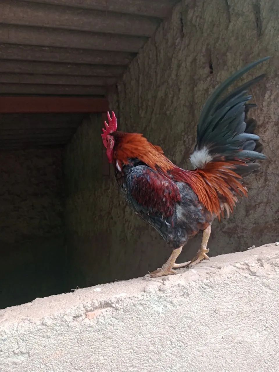 Galo serama