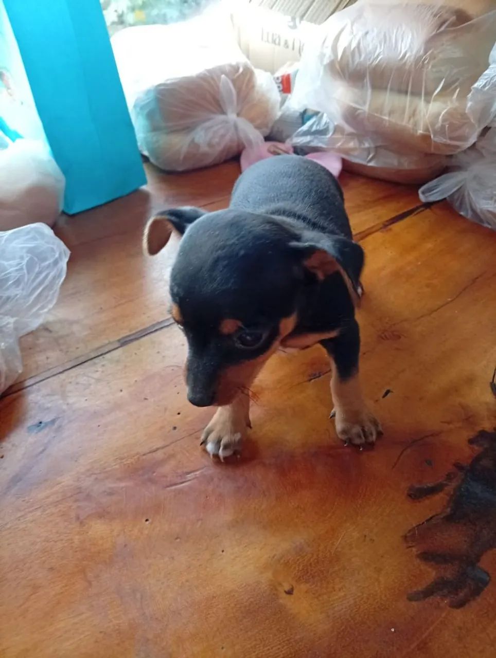 Pinscher 1  - Foto 5