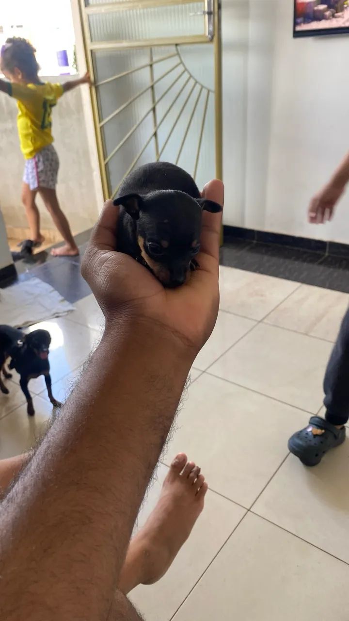 Pinscher  00 - Foto 4