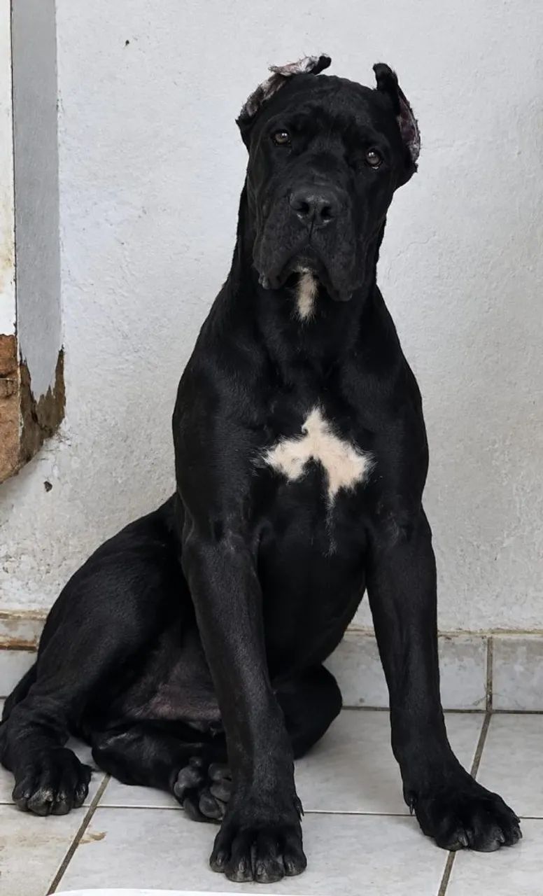 Cane Corso macho 