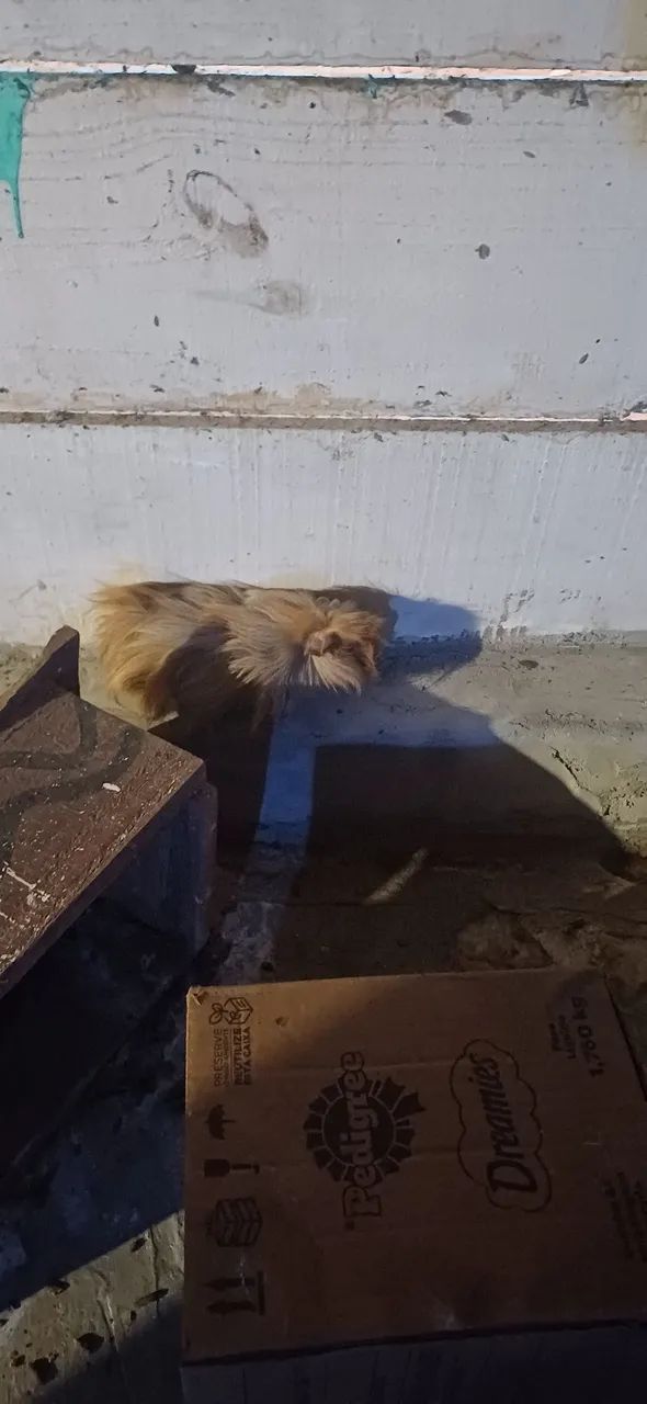 Vendo porquinho da Índia - Foto 6