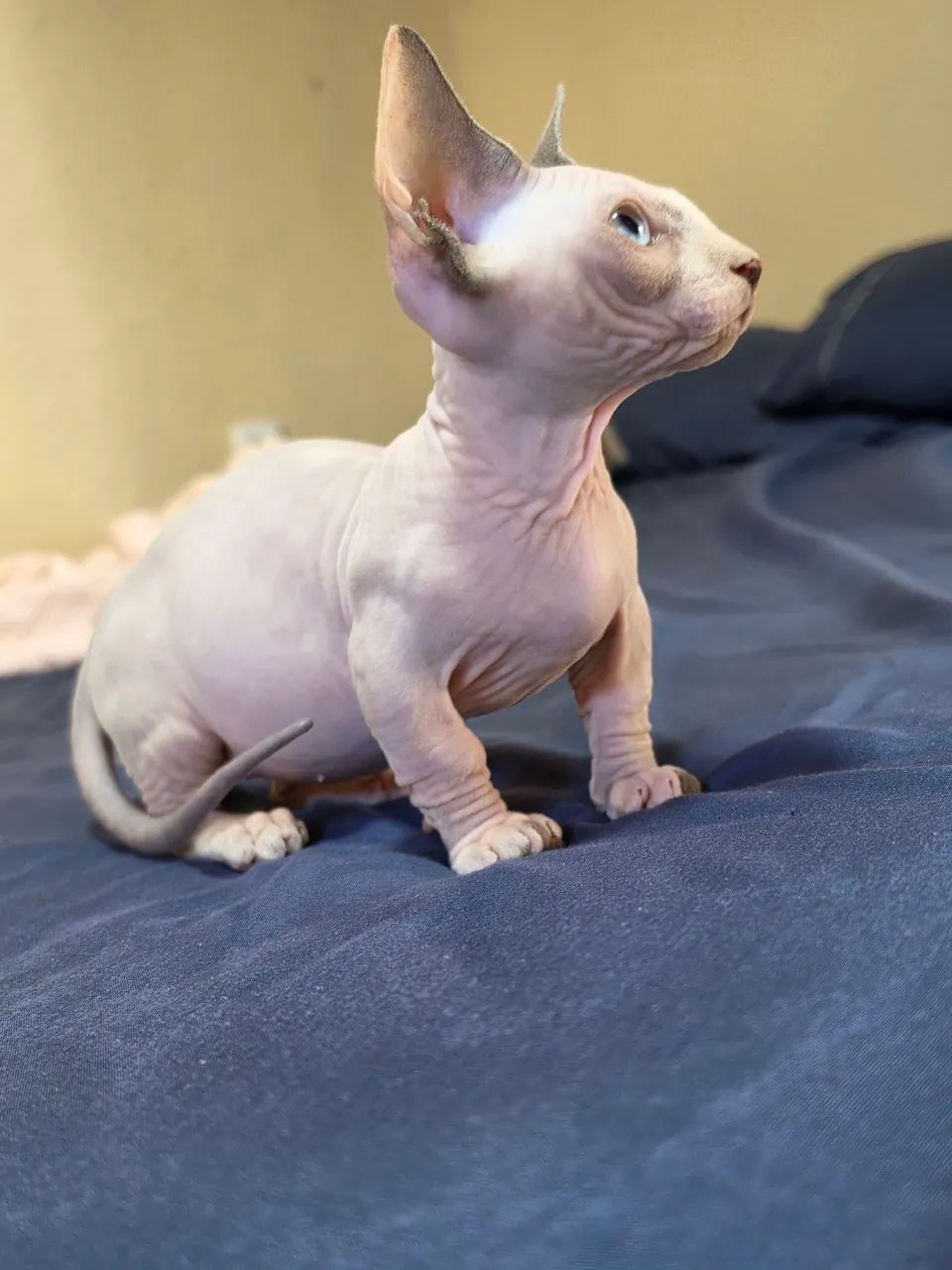 Sphynx bambina  - Foto 4