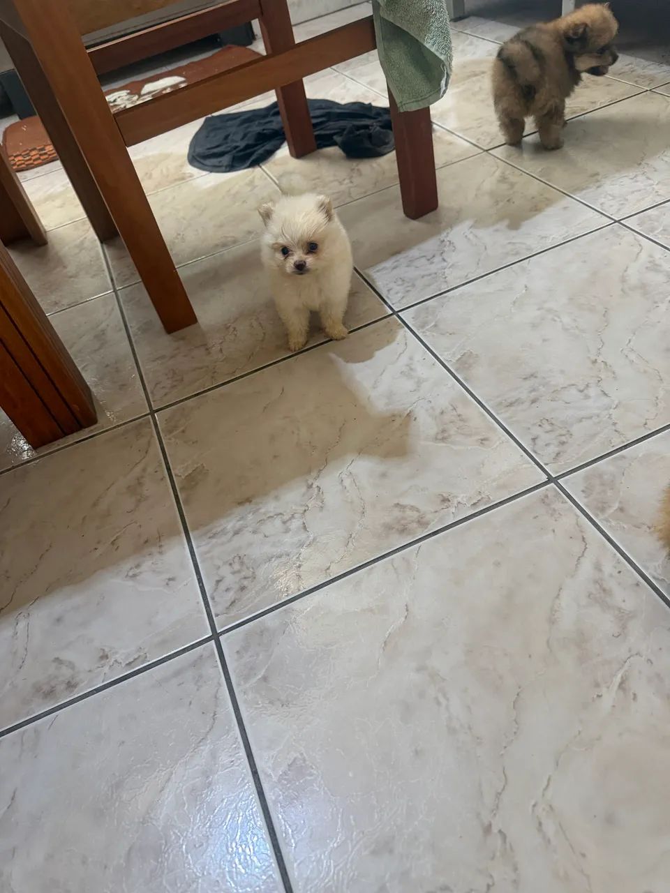 Spitz alemão 