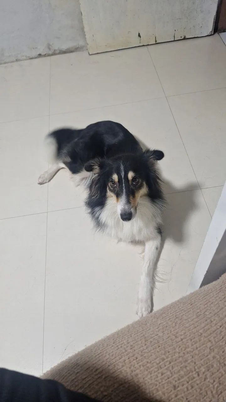Filhotes de Border Collie - Foto 2