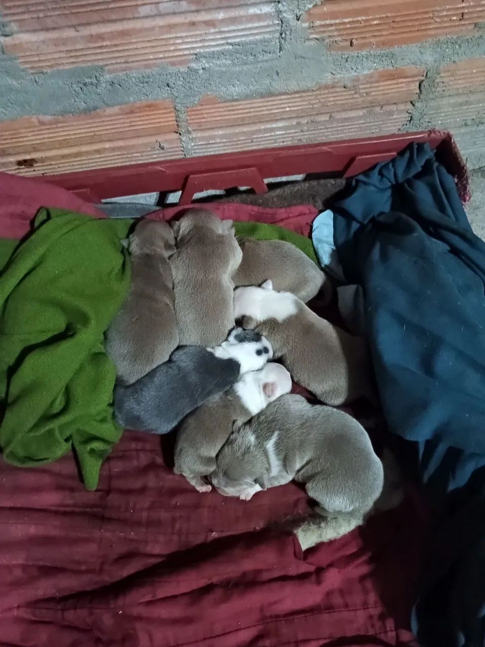 American bully