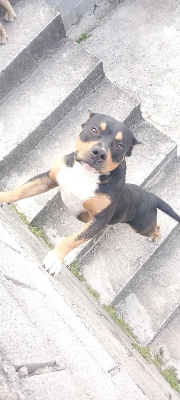 Doação responsável  - Foto 3