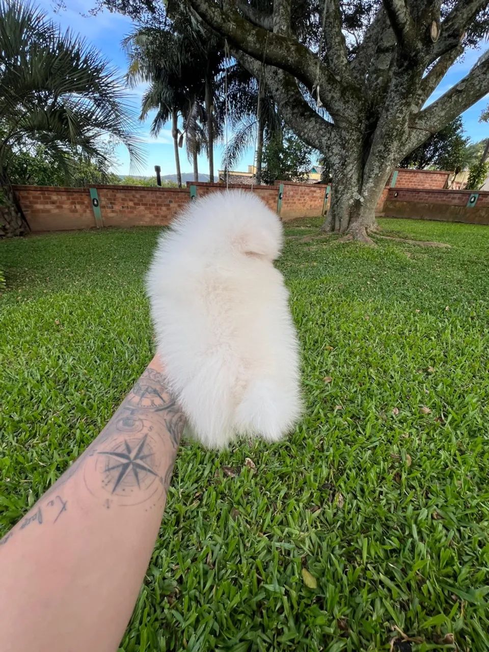 Spitz Alemão encantador ? - Foto 3