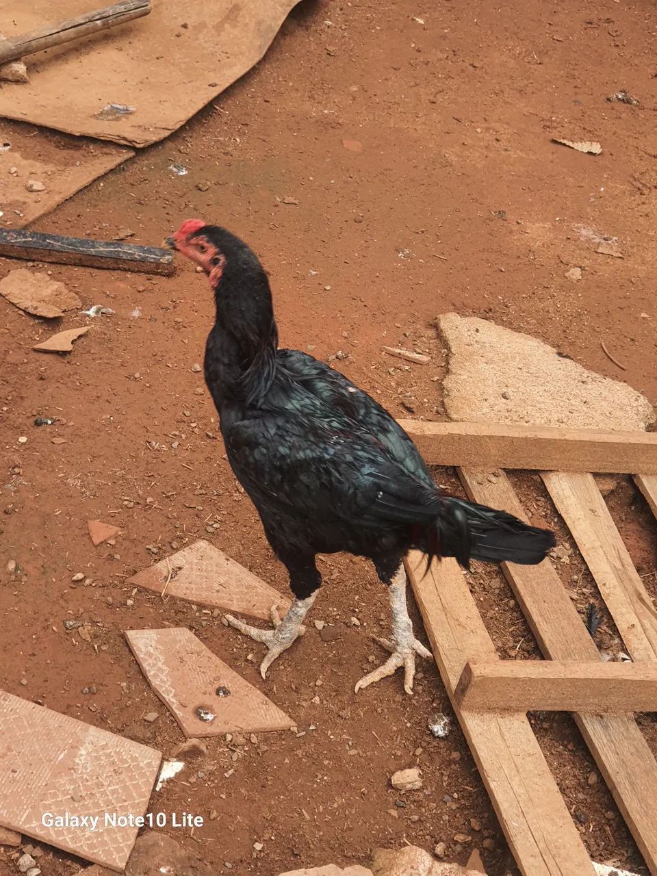 Frango índio  - Foto 4