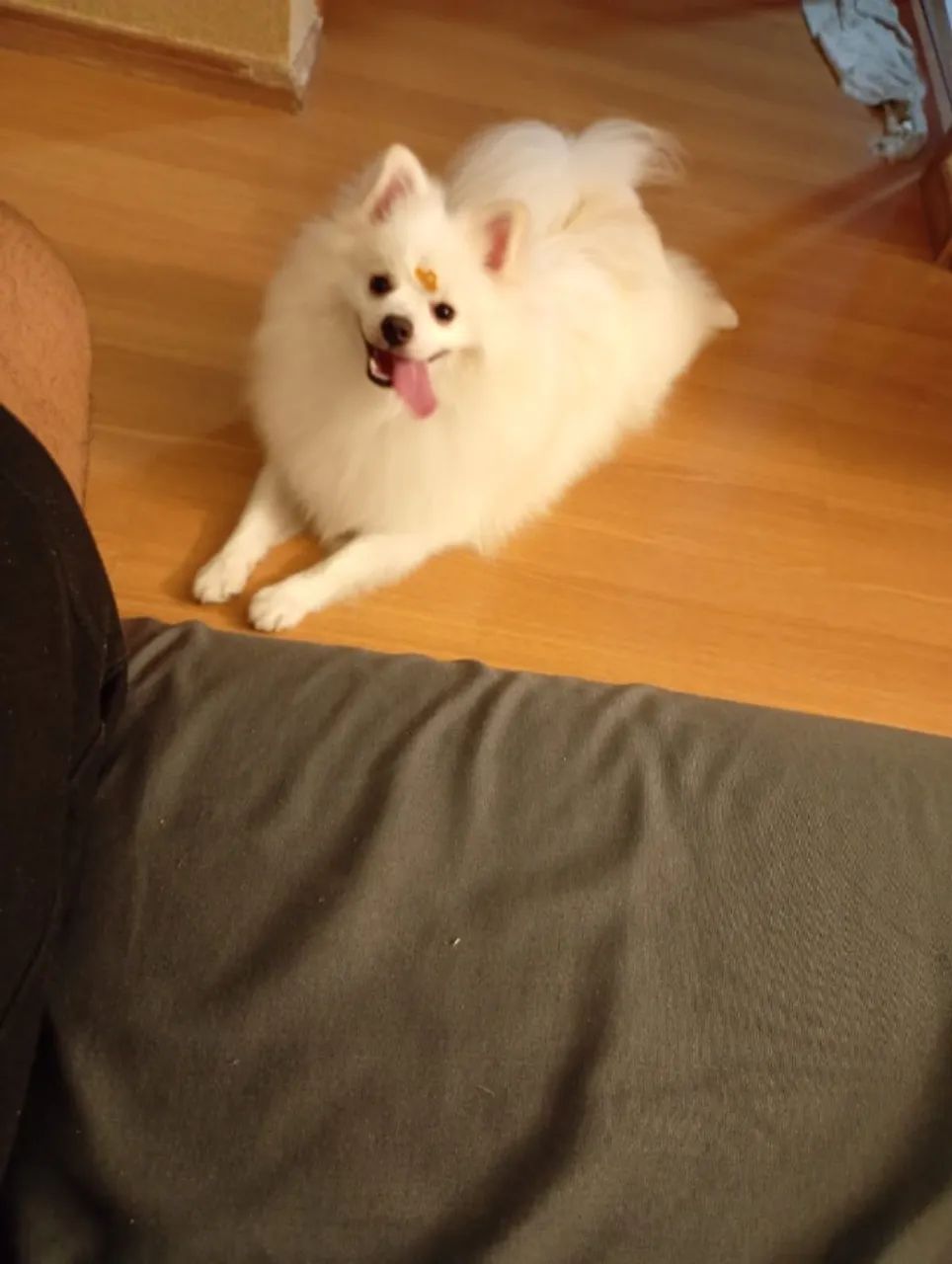 Lulu da pomerania 