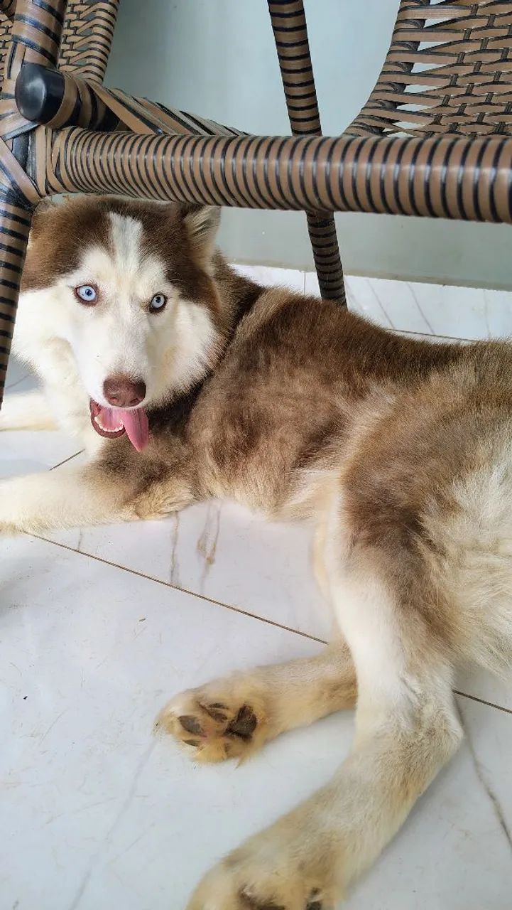 Husky siberiano  - Foto 4