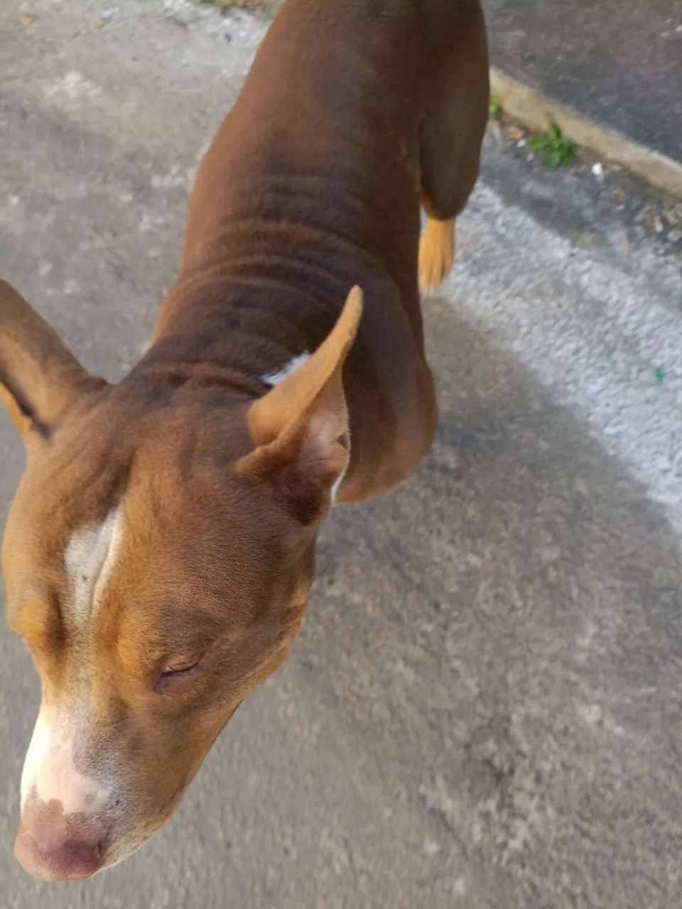 Doação de Pitbull  - Foto 2