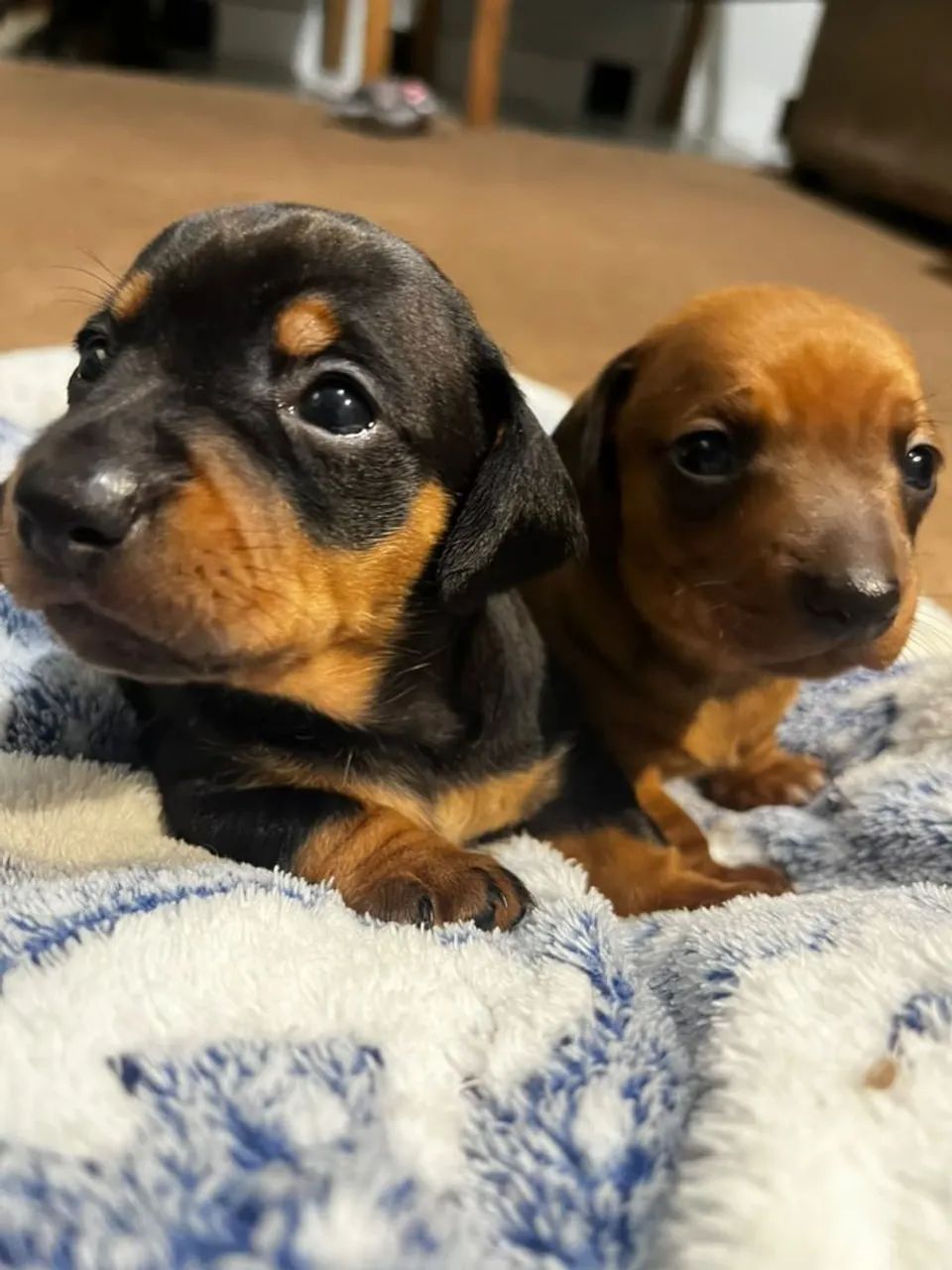 Dachshund  - Foto 2