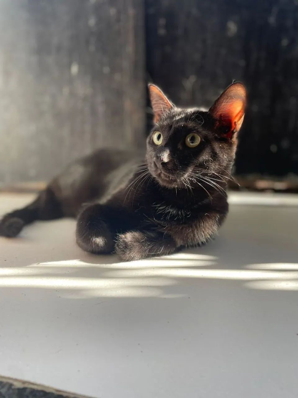 Gato Preto Castrado