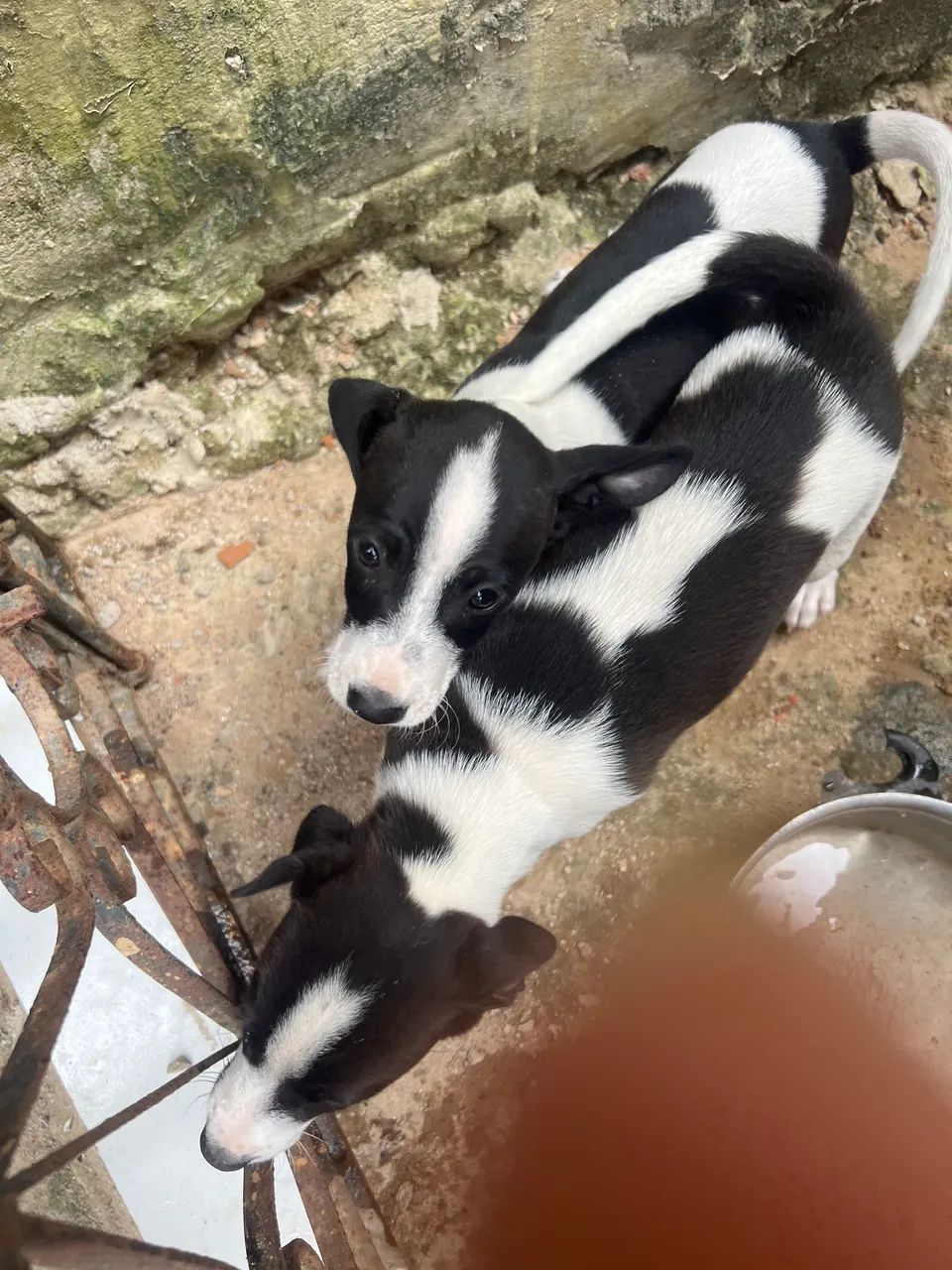 Cachorro para doação 