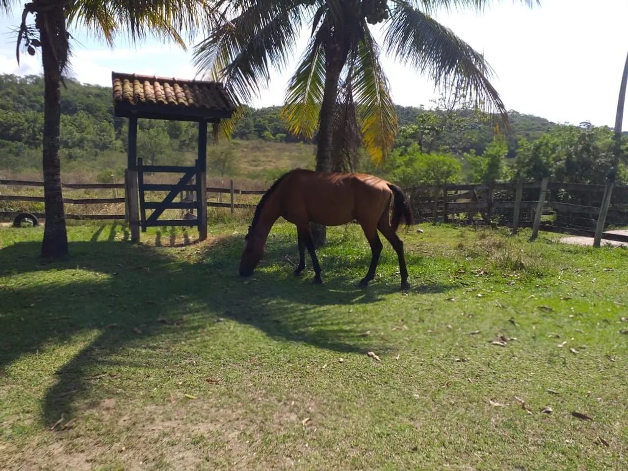Sítio Araruama - Foto 5