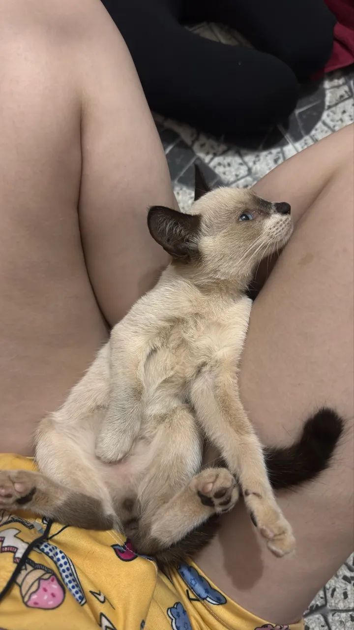 Gato macho adoção - Foto 4