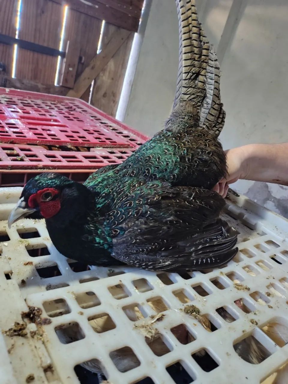 Animais para criação e obrigação  - Foto 3