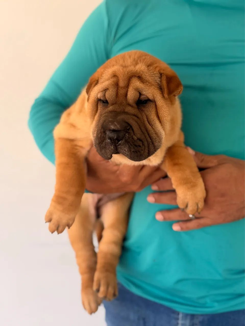 Filhotes de sharpei  - Foto 2