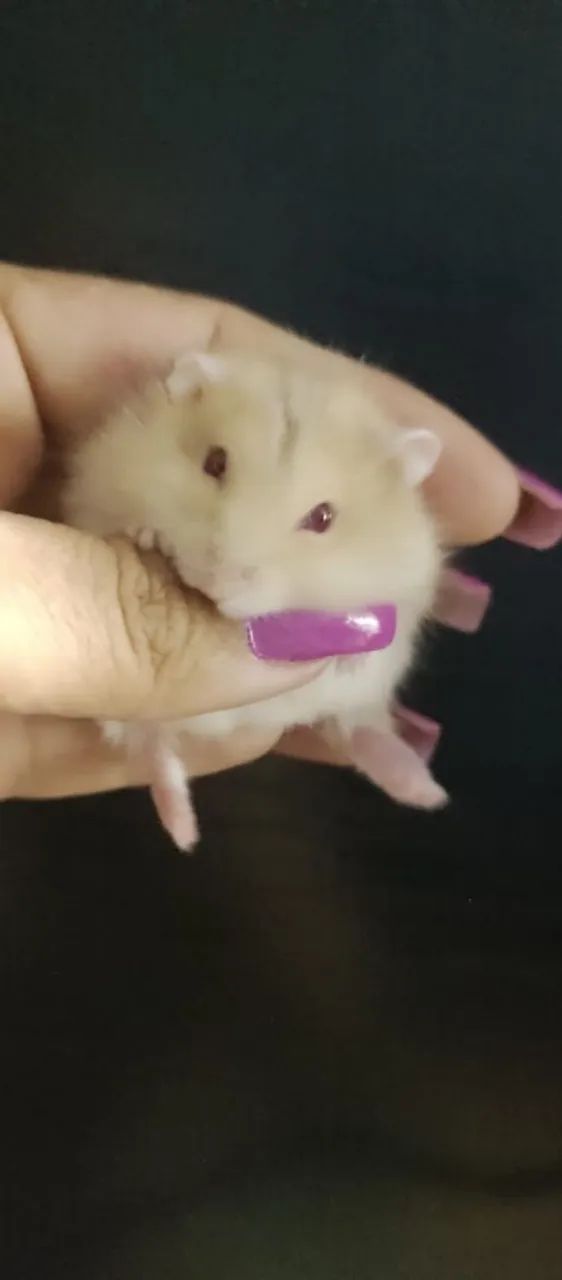 Hamster Filhotinhos  - Foto 2