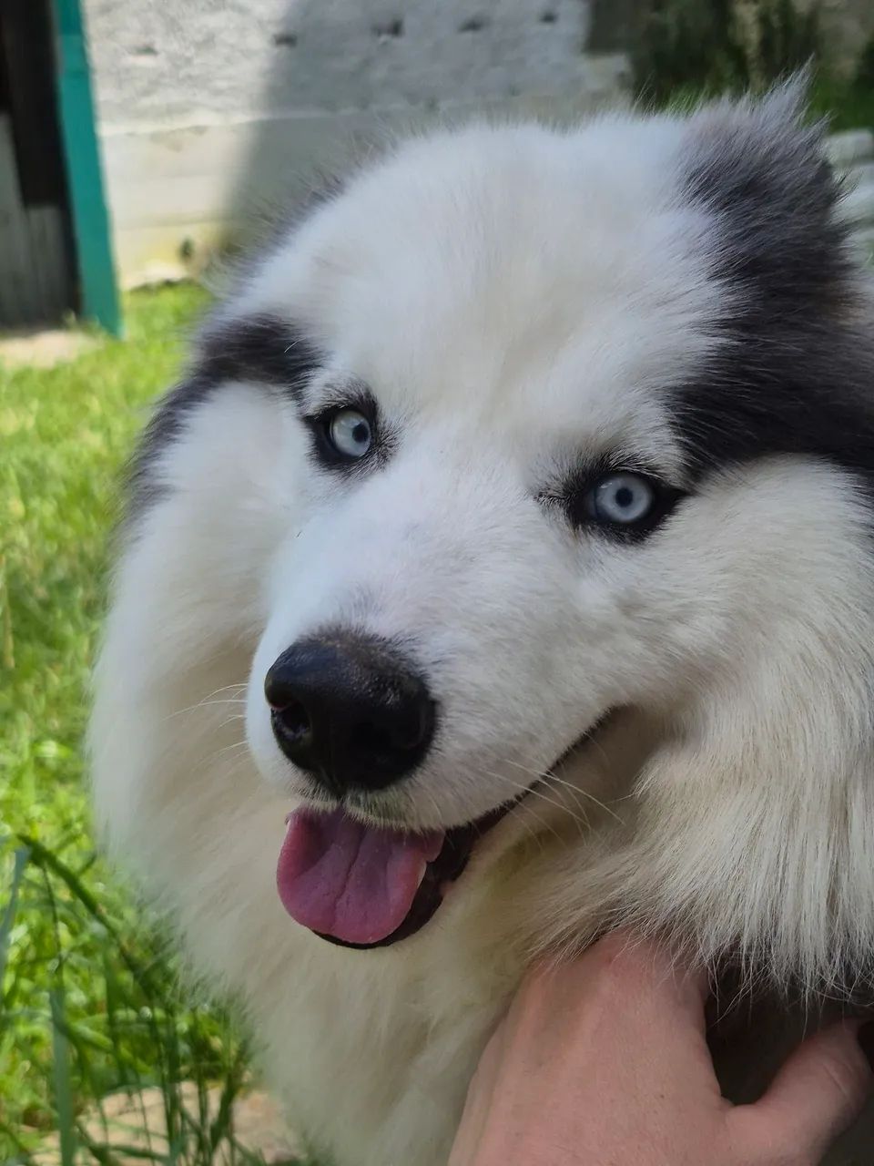 Husky 11 meses