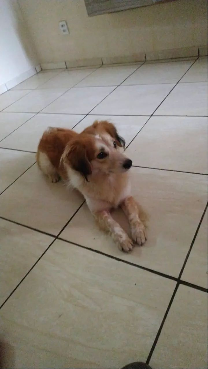 Doação responsável  - Foto 3