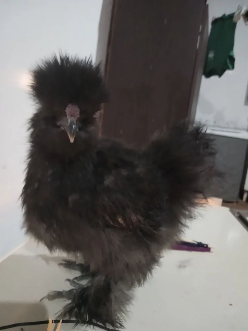 Frango sedosa do Japão ótimo padrão racial  pequeno porte  - Foto 2