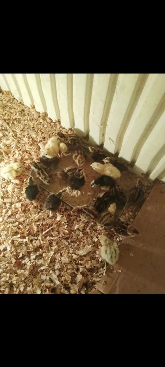 Filhote codorna  - Foto 2