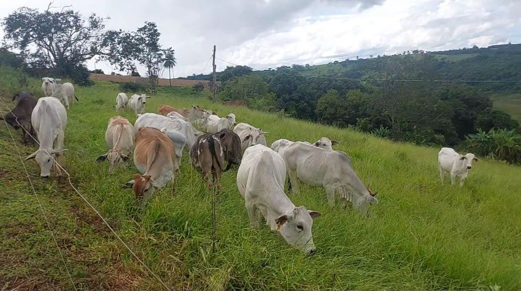 BEZERRAS NELORE E ANELORADAS - Foto 3