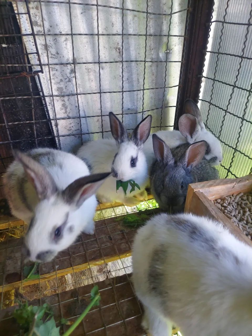 Coelhos - Foto 4