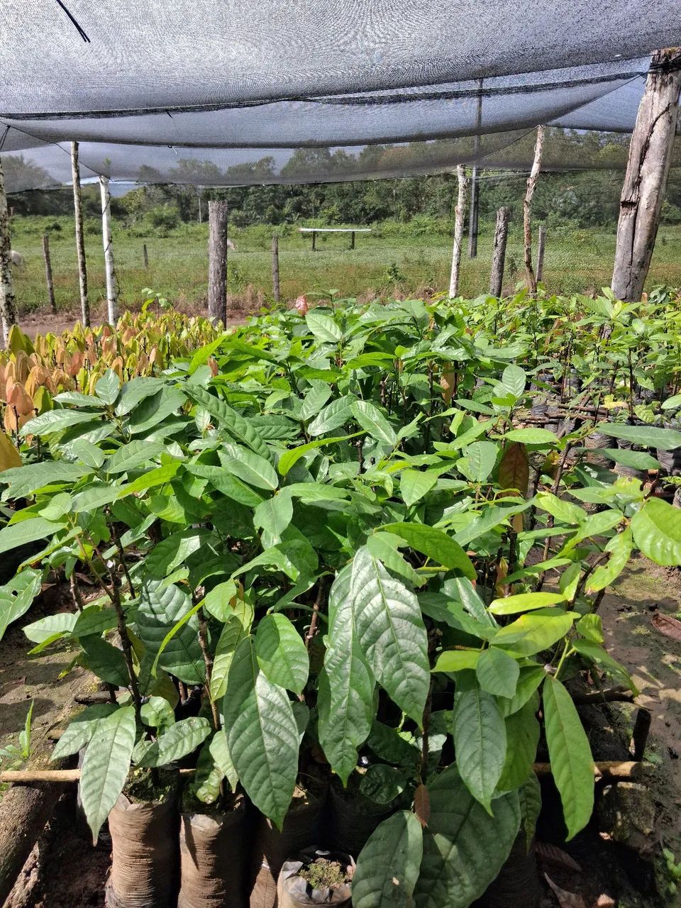 Mudas de cacau clonado CEPEC - Foto 3