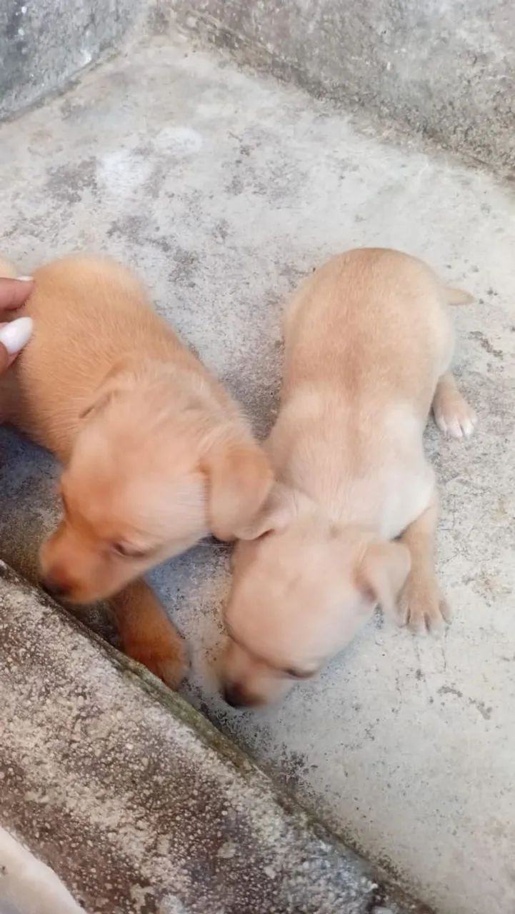 Filhotes de pinscher  - Foto 2