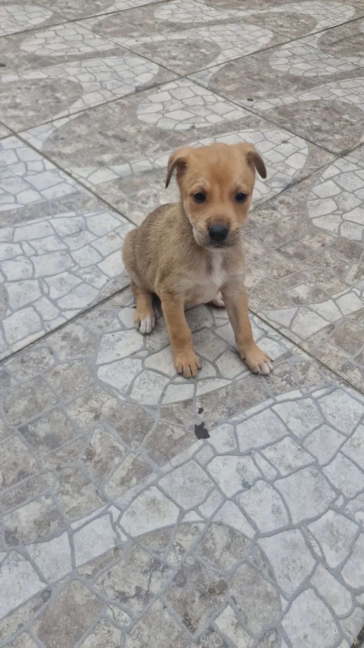 Doação  - Foto 3