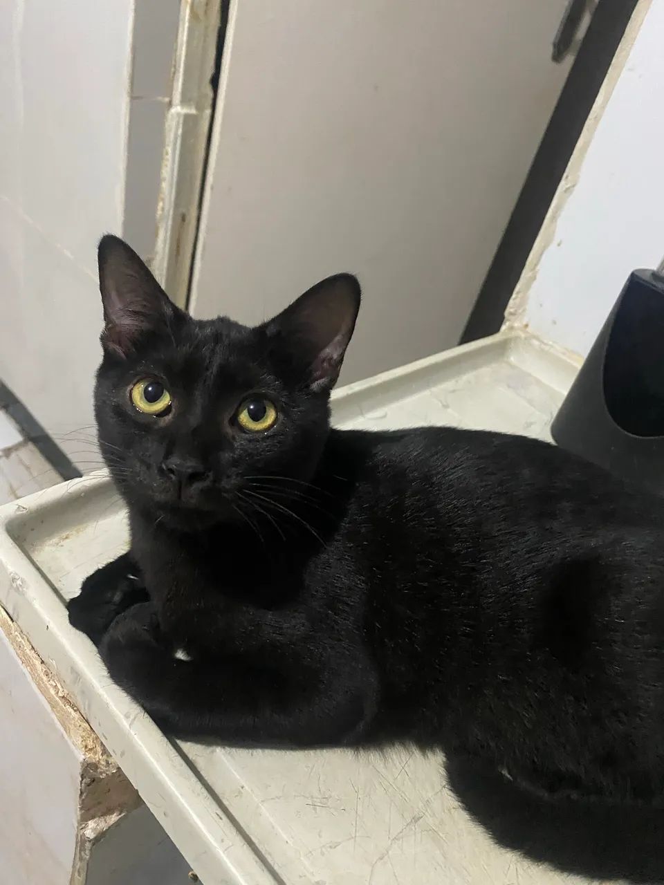 Doa-se gato preto  - Foto 3