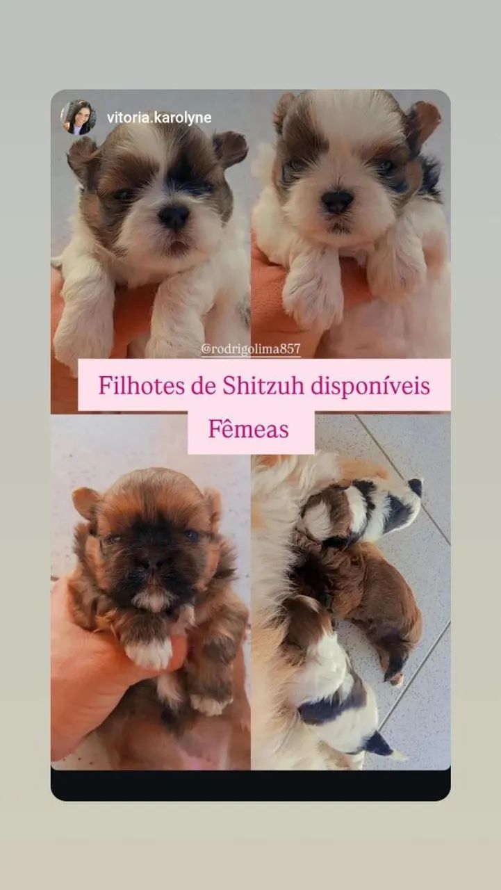 Vende-se filhotes de Shitzuh 