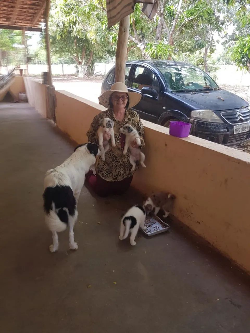 Border collie - Foto 2