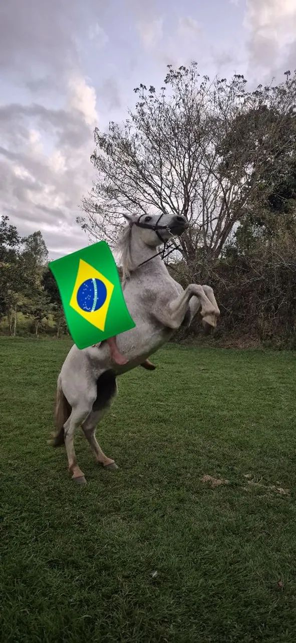 Cavalo para trabalho e passeio  - Foto 2