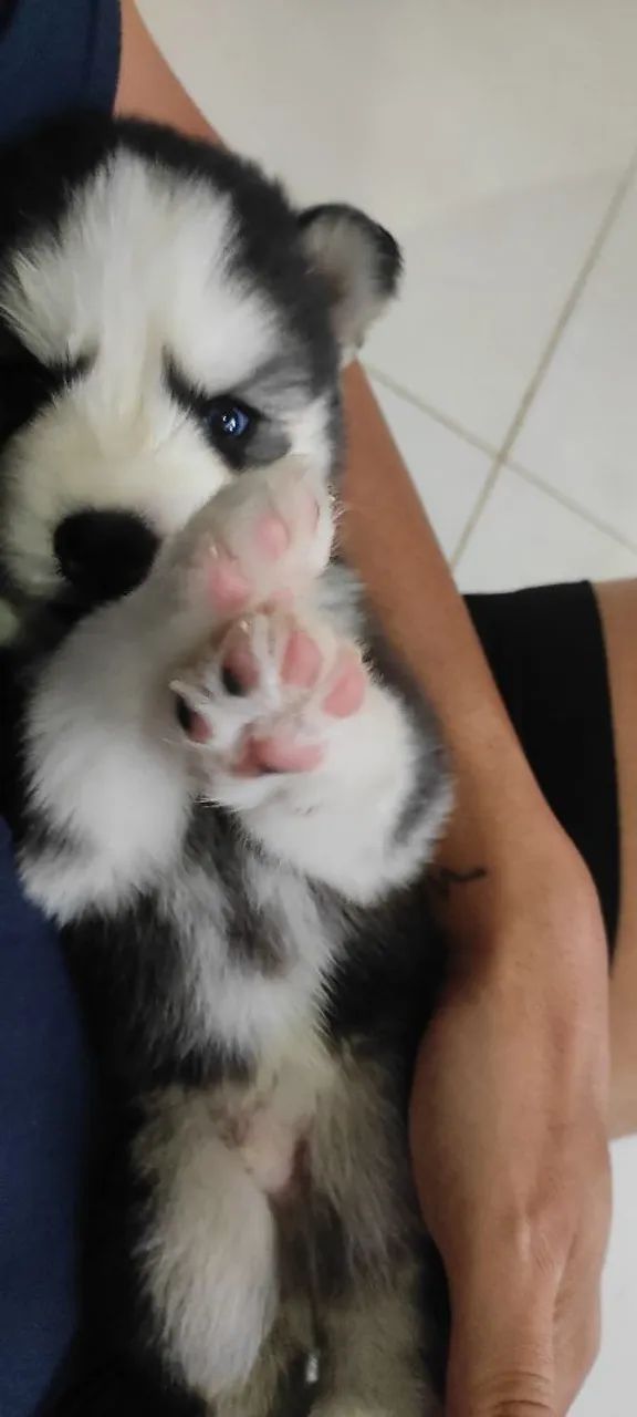 Filhotes Husky  - Foto 4