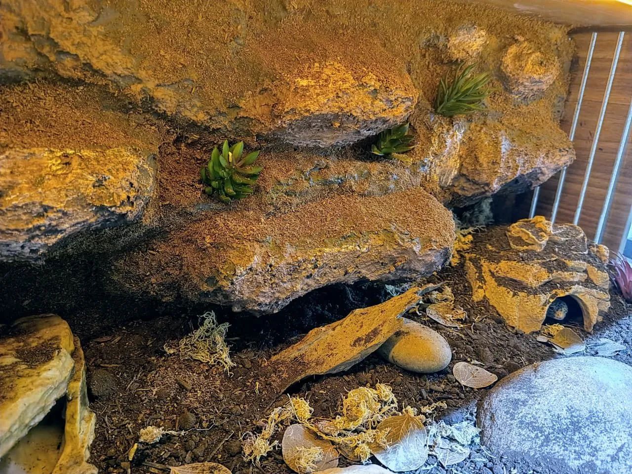 Terrario  - Foto 4