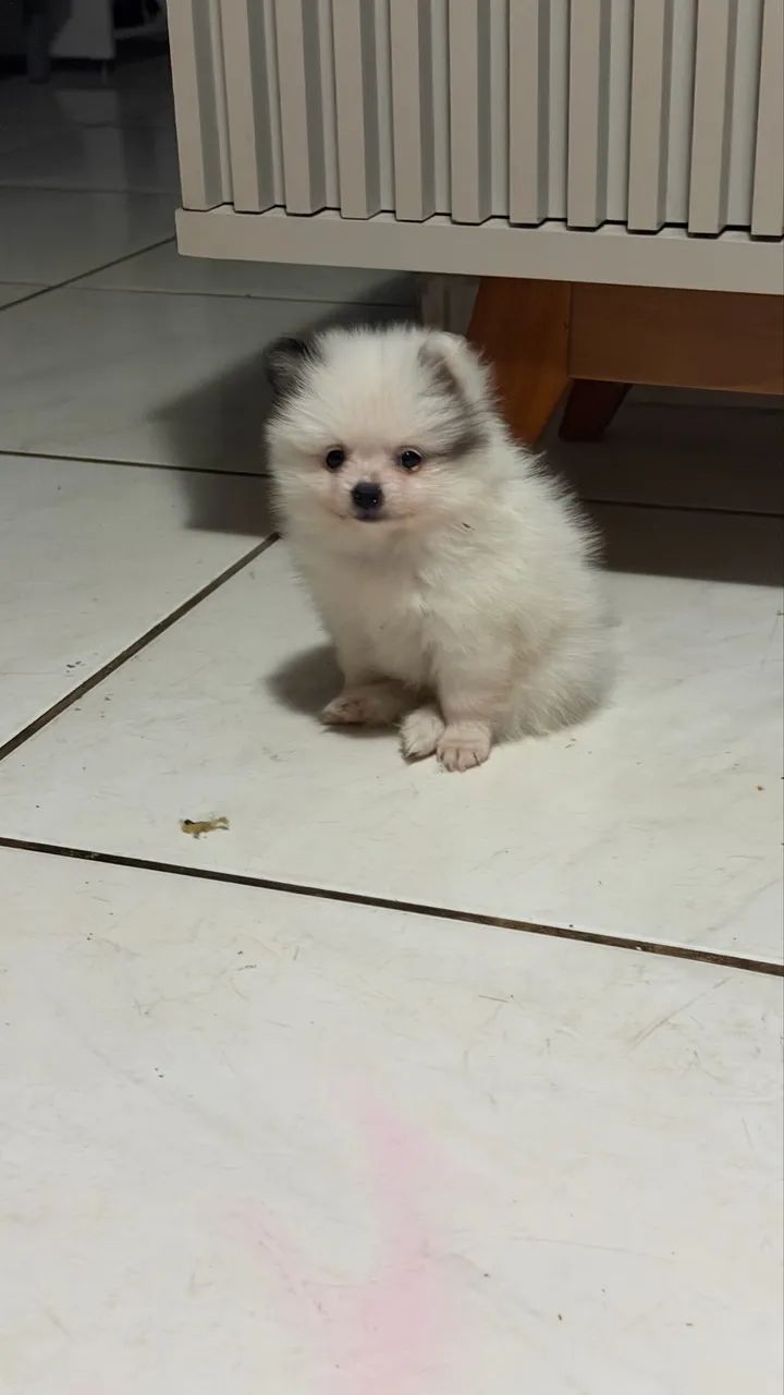 Spitz alemão  - Foto 4