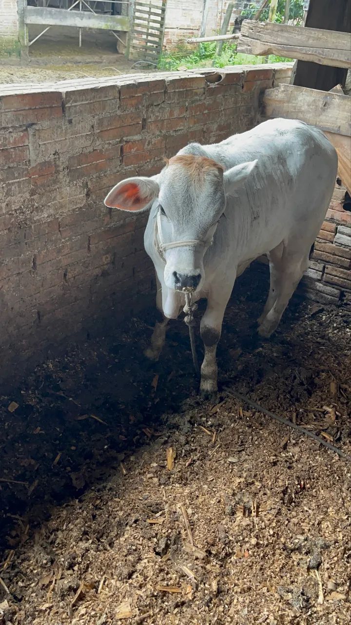 Vende se Mini Nelore  - Foto 4